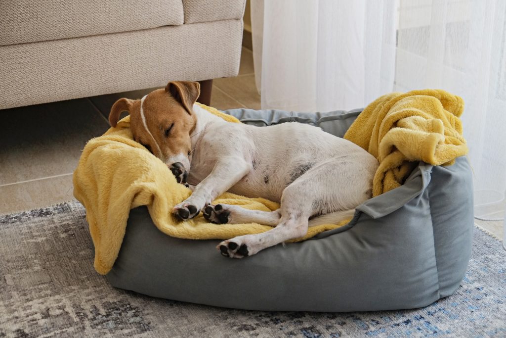  Evcil hayvan bakımı: Arkadaşınızın köpek yatağını ve aksesuarlarını nasıl yıkayacağınızı öğrenin