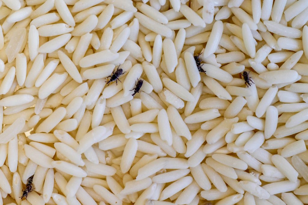  Mutfak dolabı böcekleri: Bu zararlıları uzak tutmak için ne yapmalı?