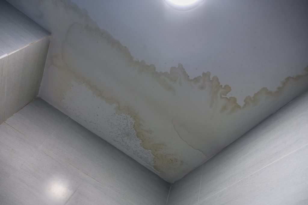  学习如何去除浴室霉菌，清洁天花板、墙壁、灌浆等。