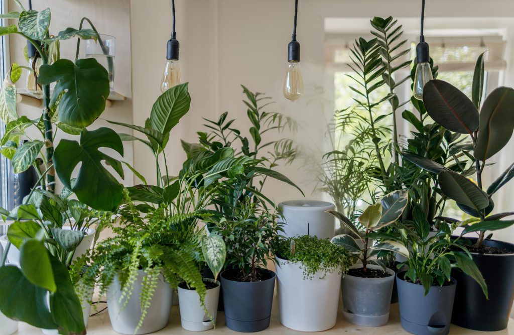  Hvordan vander man planter, når man er ude at rejse? Se 3 enkle tips og 3 systemer, du kan sætte op derhjemme.