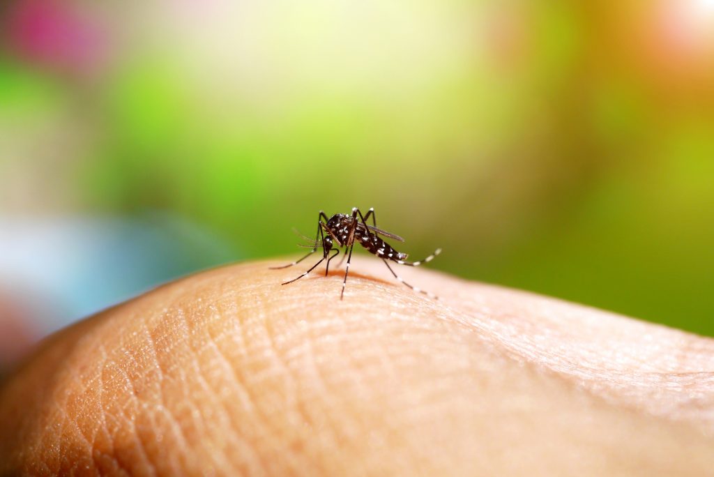  Kako se znebiti mravelj doma: navajamo trike, s katerimi se znebite vsiljivcev in jih preplašite