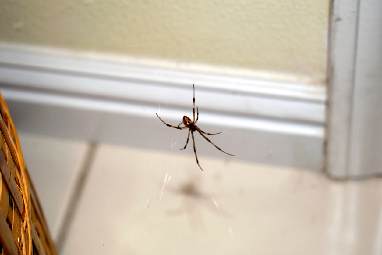  Bagaimana cara mengusir laba-laba dan mencegahnya kembali? Kami telah memilih praktik terbaik