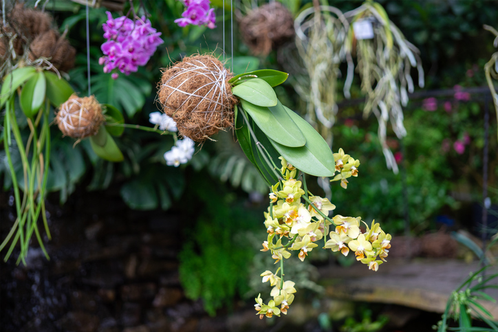  Si të kujdeseni për kokedama: gjithçka që duhet të dini për ta pasur këtë bimë në shtëpi