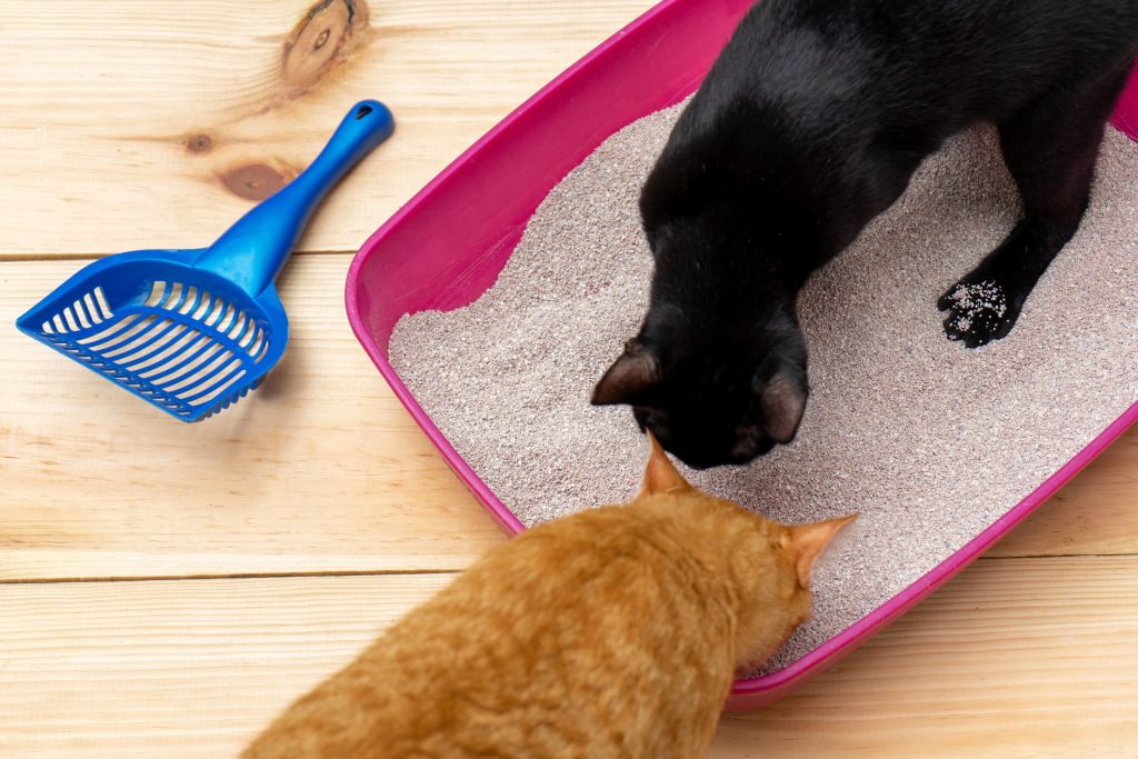  Kuinka puhdistaa kissan kuivikelaatikko? Opi 4 yksinkertaista vaihetta.