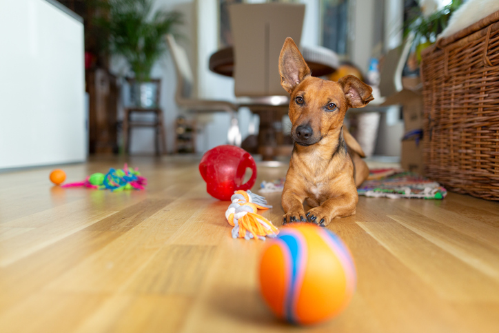  Apprenez à nettoyer les jouets de votre chien pour qu'il soit heureux.