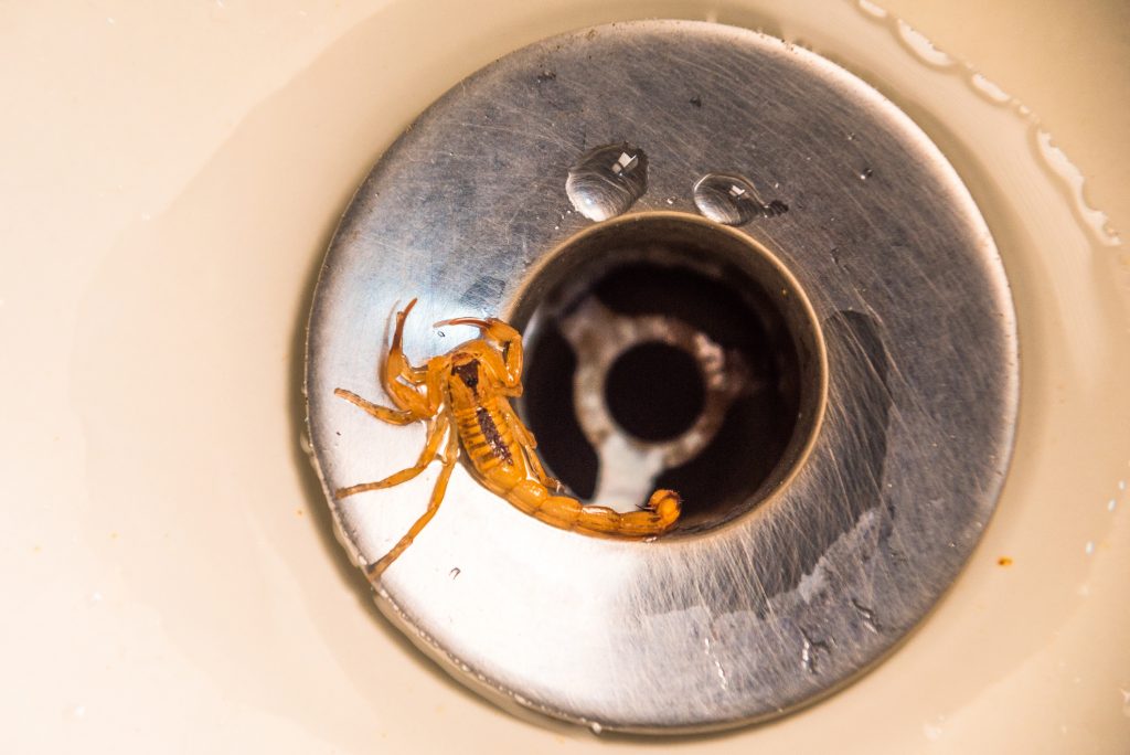  Ako ukončiť riziko napadnutia vášho domova škorpiónmi