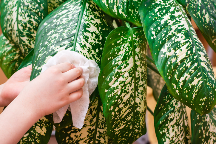  Nyt igen: Lær, hvordan du renser kunstige planter
