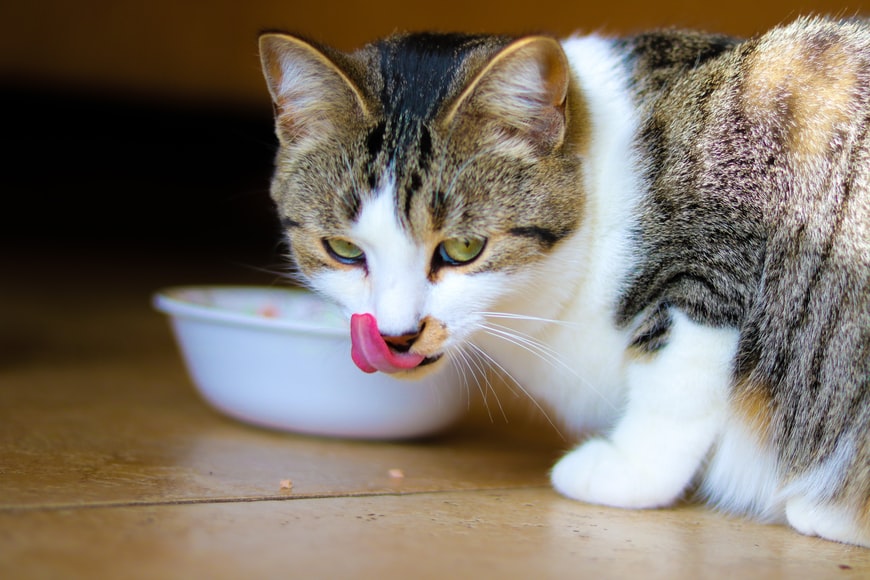  วิธีเก็บอาหารแมวและสุนัข? รู้ว่าอะไรควรทำและอะไรควรหลีกเลี่ยง