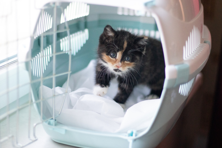  Ящик для перевезення домашніх тварин: як чистити та де зберігати у повсякденному житті вдома