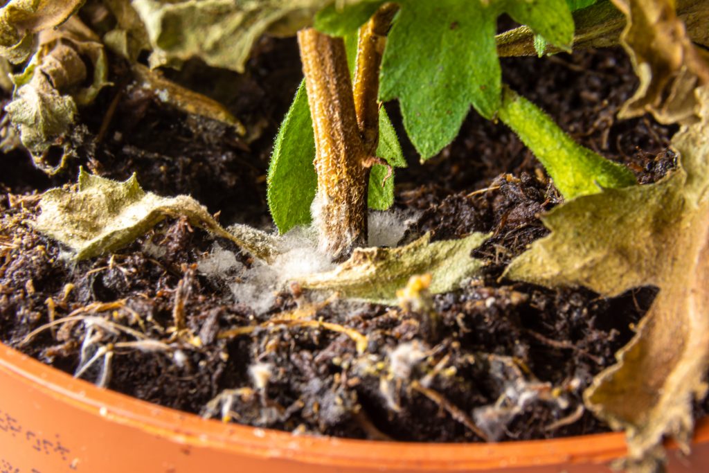  Как избавиться от плесени на растениях? Смотрите советы по избавлению от белого грибка и многое другое