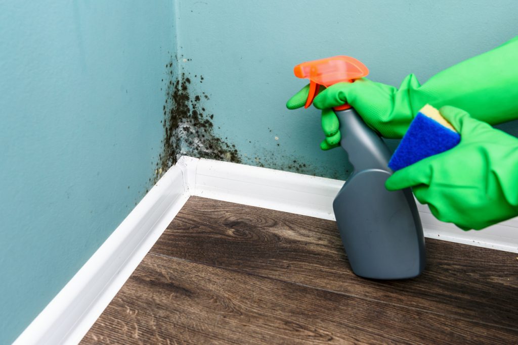  3 съвета как да премахнете мухъла от стената и други ъгли на къщата
