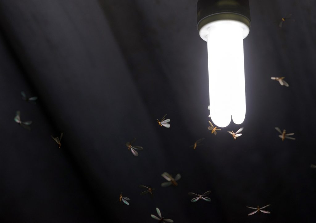  အိမ်မှာ light bug တွေကို ဘယ်လိုရှင်းရမလဲ။ တိကျသော အကြံပြုချက်များကို ကြည့်ပါ။