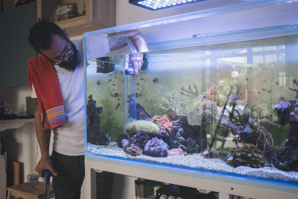  Hvordan renser man sit akvarium og passer godt på sine små fisk? Se tips