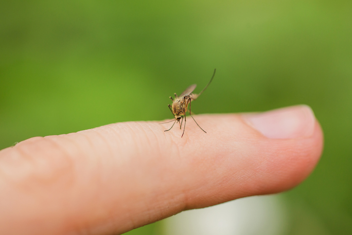  Insectos en el hogar: cuáles son los más comunes y consejos infalibles para combatirlos