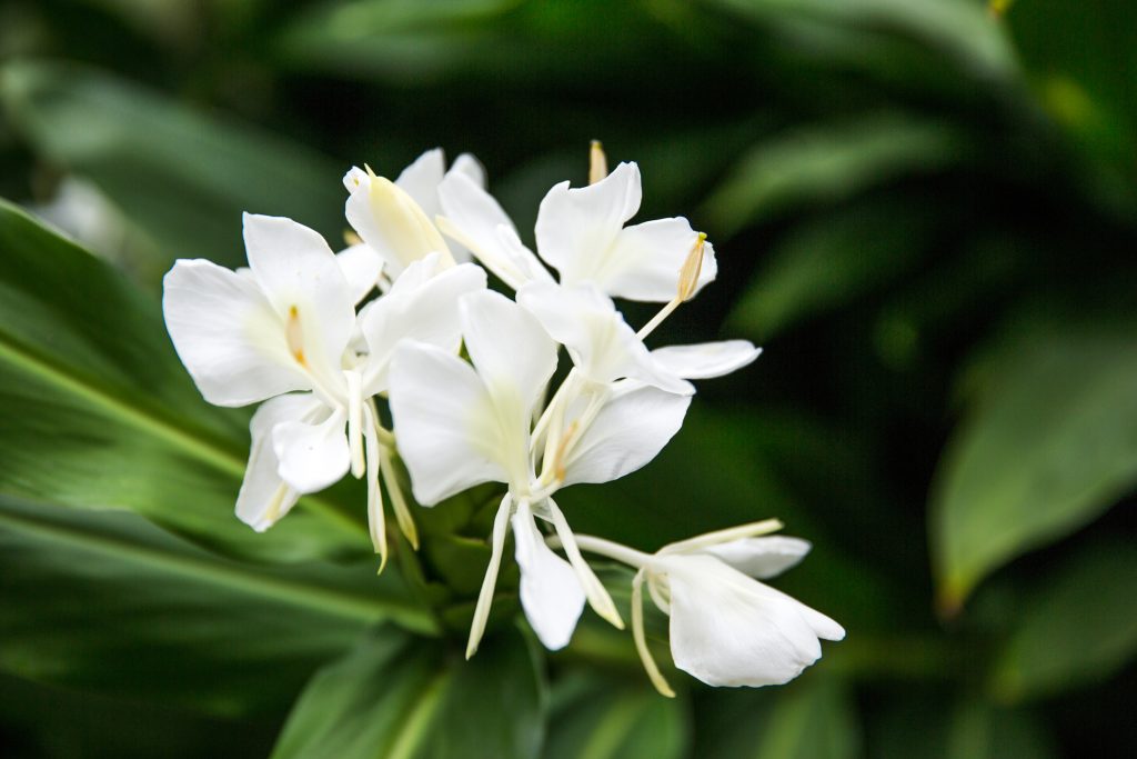  Plantas ornamentales: 8 especies para cultivar en casa, cómo cuidarlas y más consejos