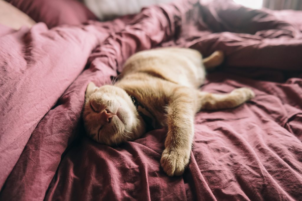  Как устранить запах кошачьей мочи и сохранить свежесть в помещении?
