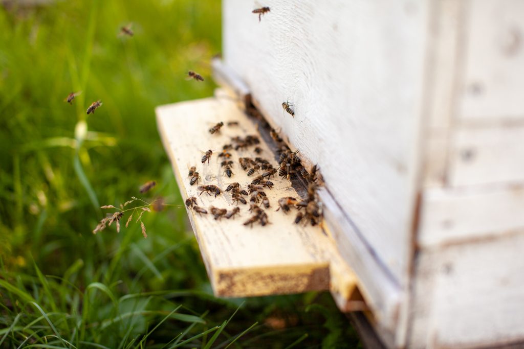  如何将蜜蜂吓跑：3种方法